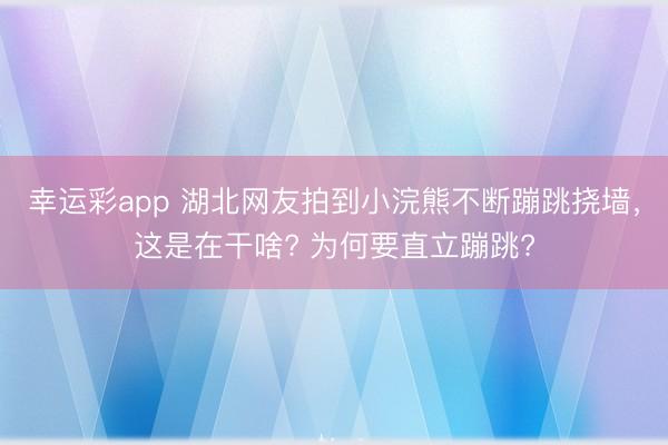 幸运彩app 湖北网友拍到小浣熊不断蹦跳挠墙，这是在干啥? 为何要直立蹦跳?